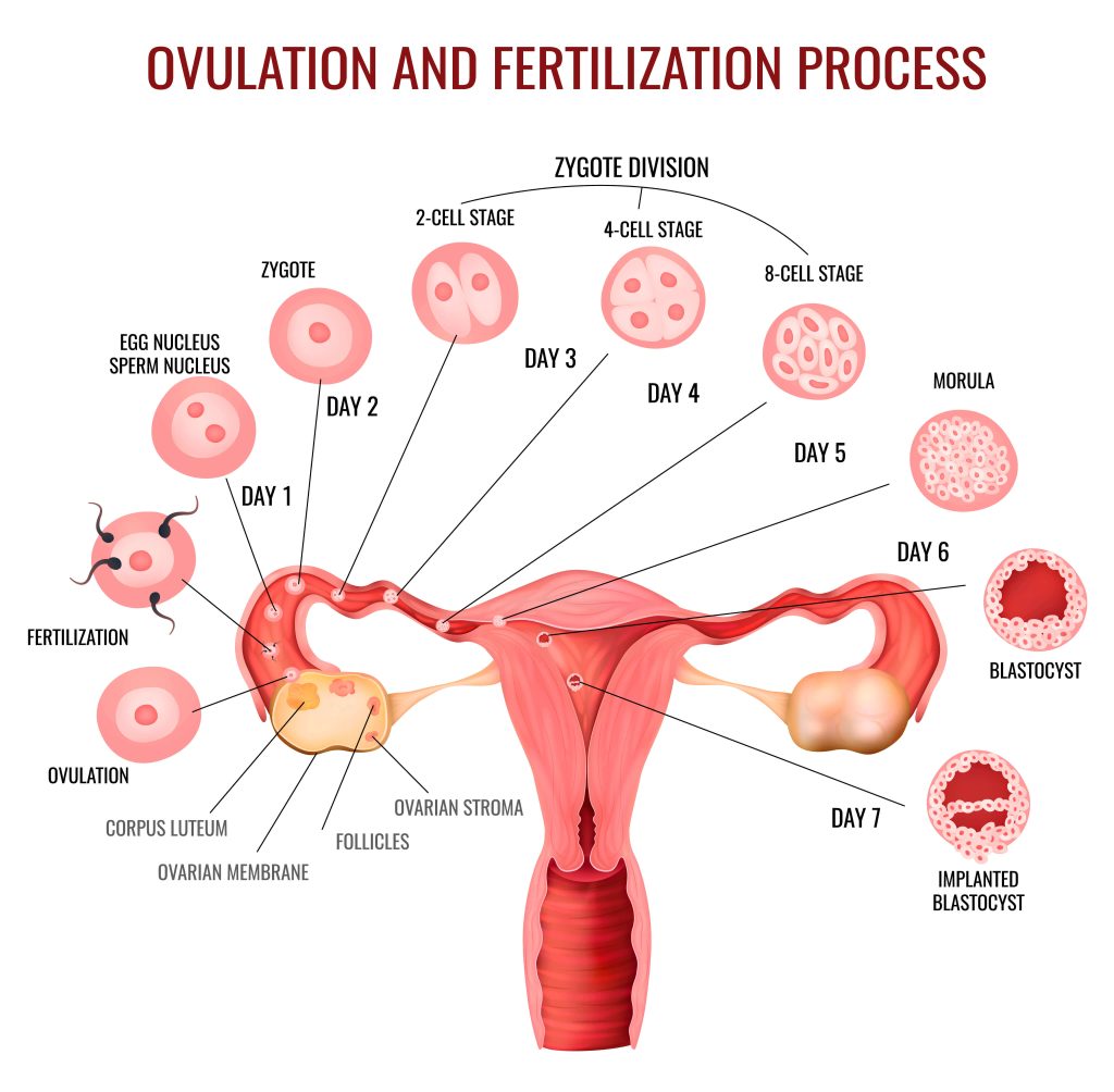 Ovulation and Fertilization Process Timeline from Follicle Rupture to Blastocyst Implantation