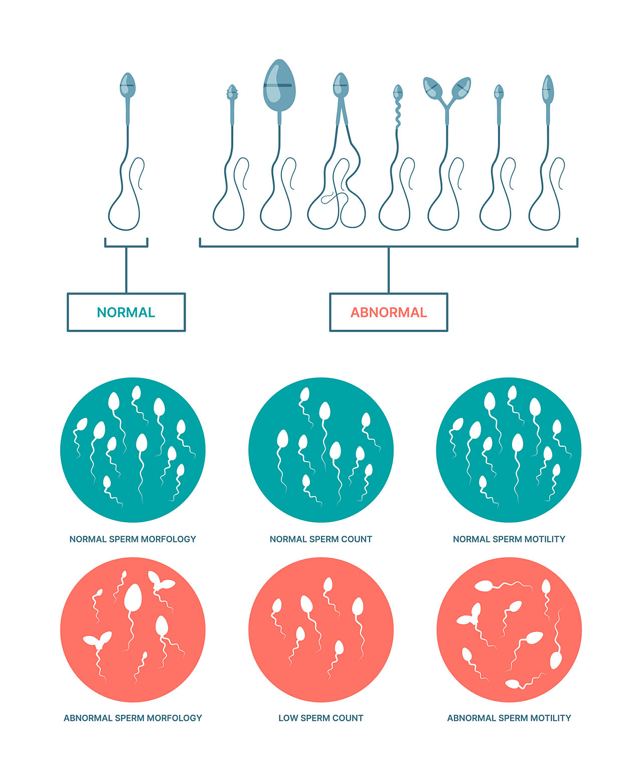 Comparison between normal and abnormal sperm morphology, count, and motility